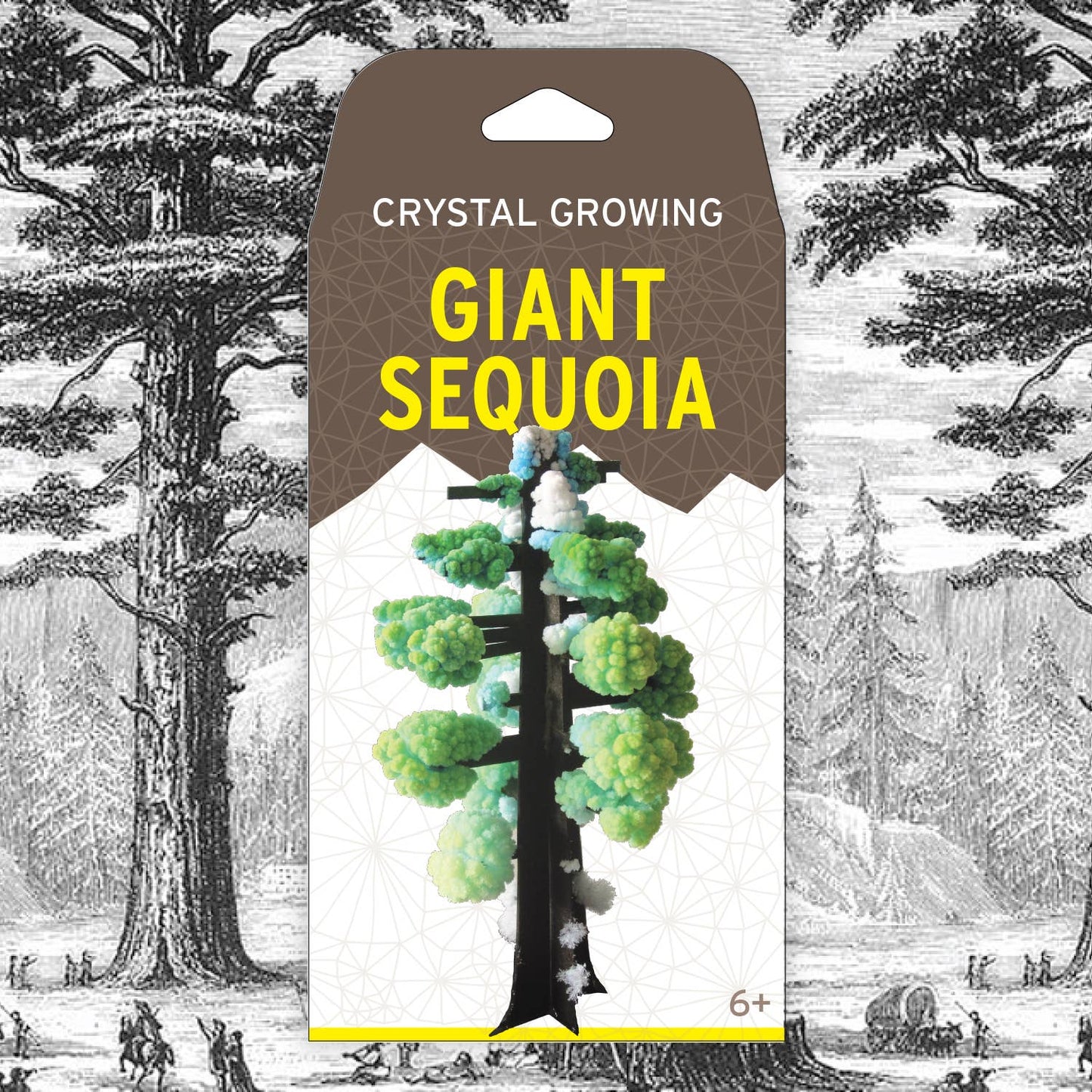 Crystal Growing Giant Sequoia Craft Kit